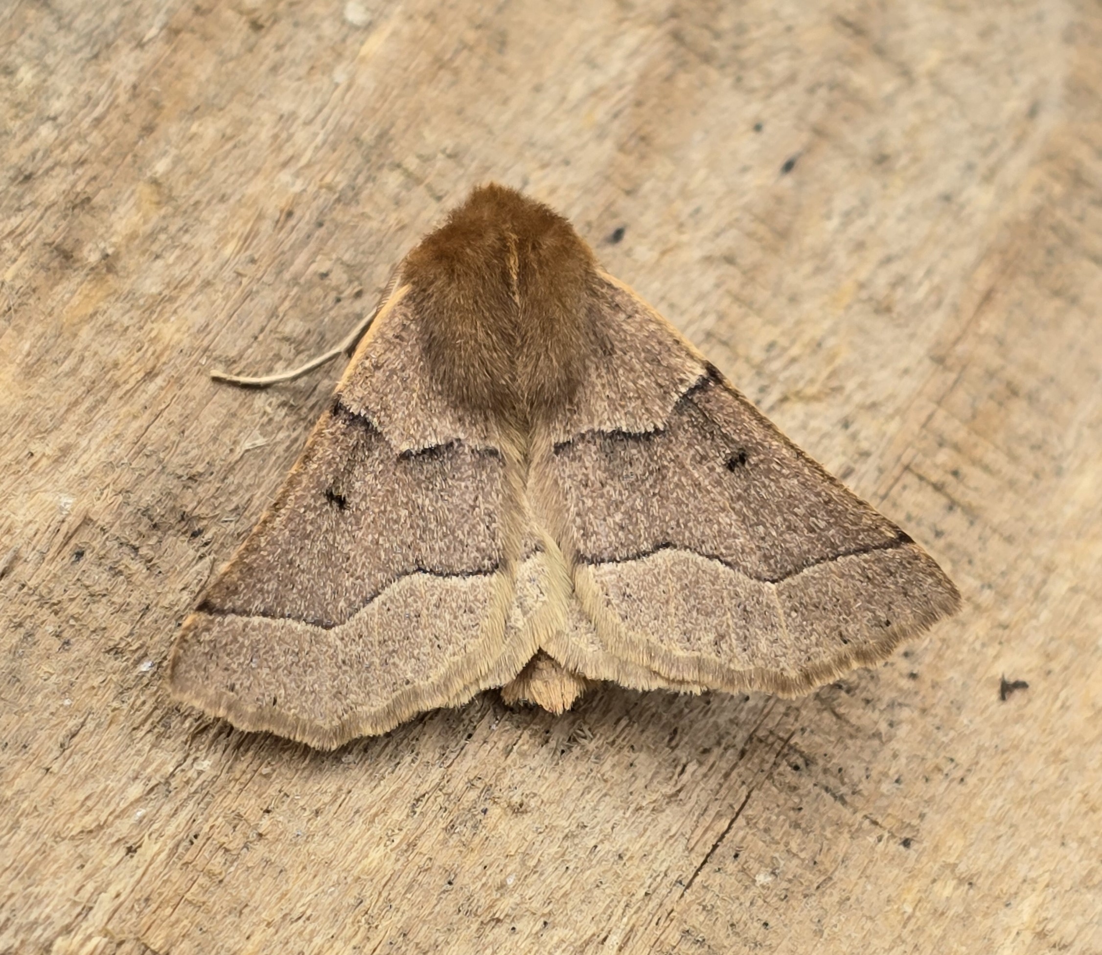 Photo of Smoky Scalloped Oak (Crocallis tusciaria)